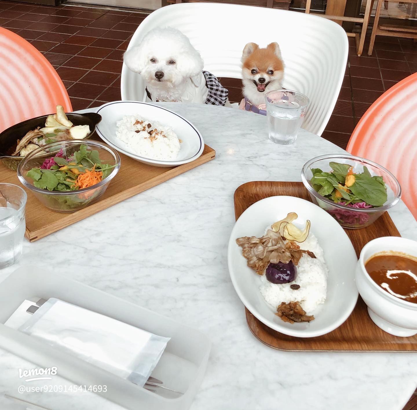 札幌 犬と一緒にランチ