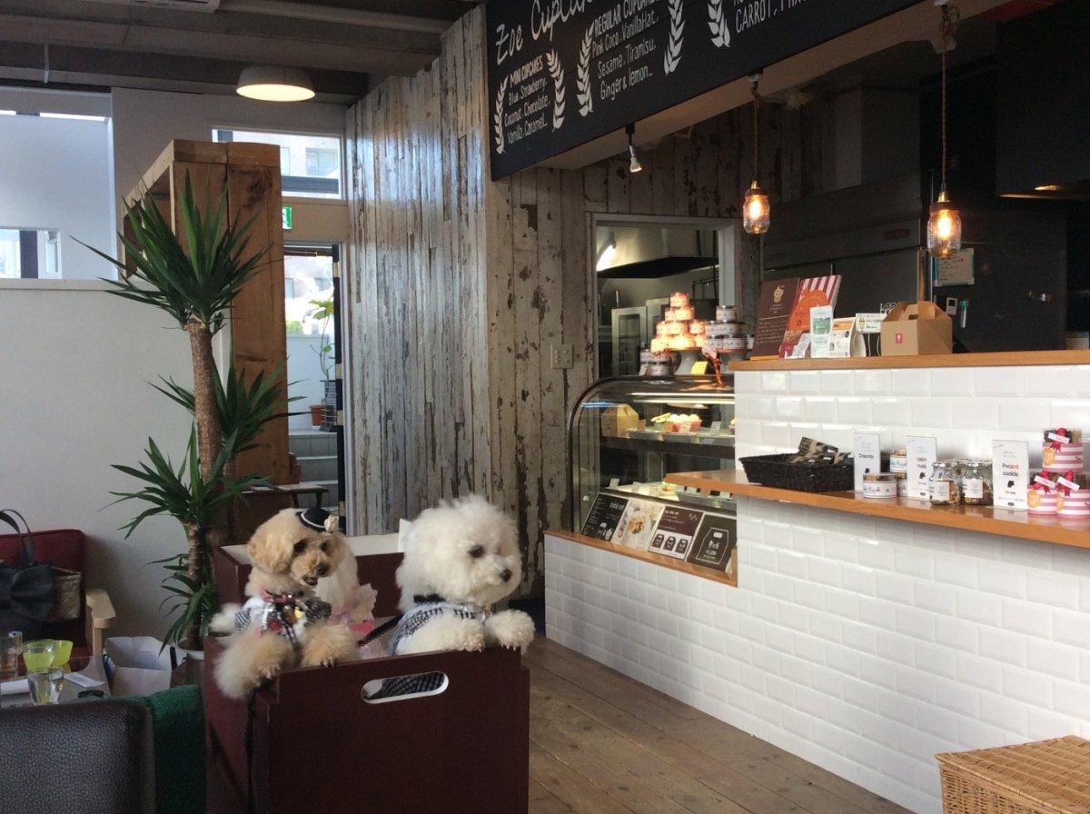 札幌円山 zoe cap cakes cafe 犬 ランチ