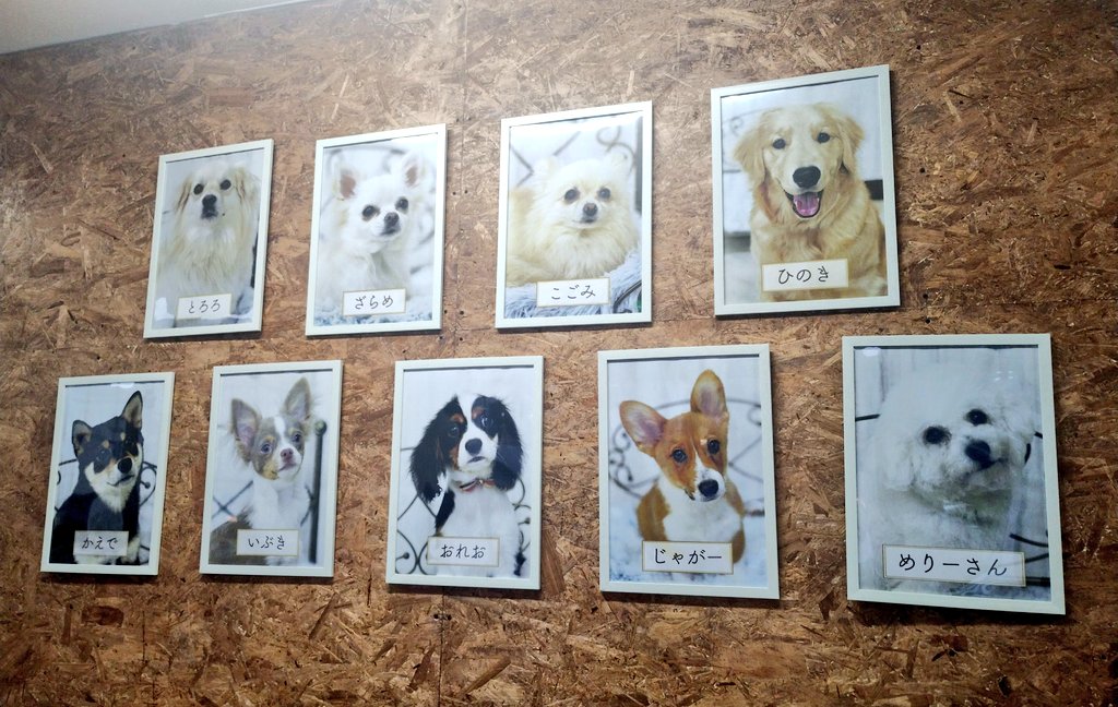 犬とふれあえるカフェ