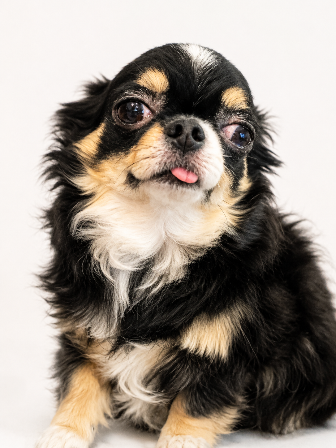 看板犬 さらみ